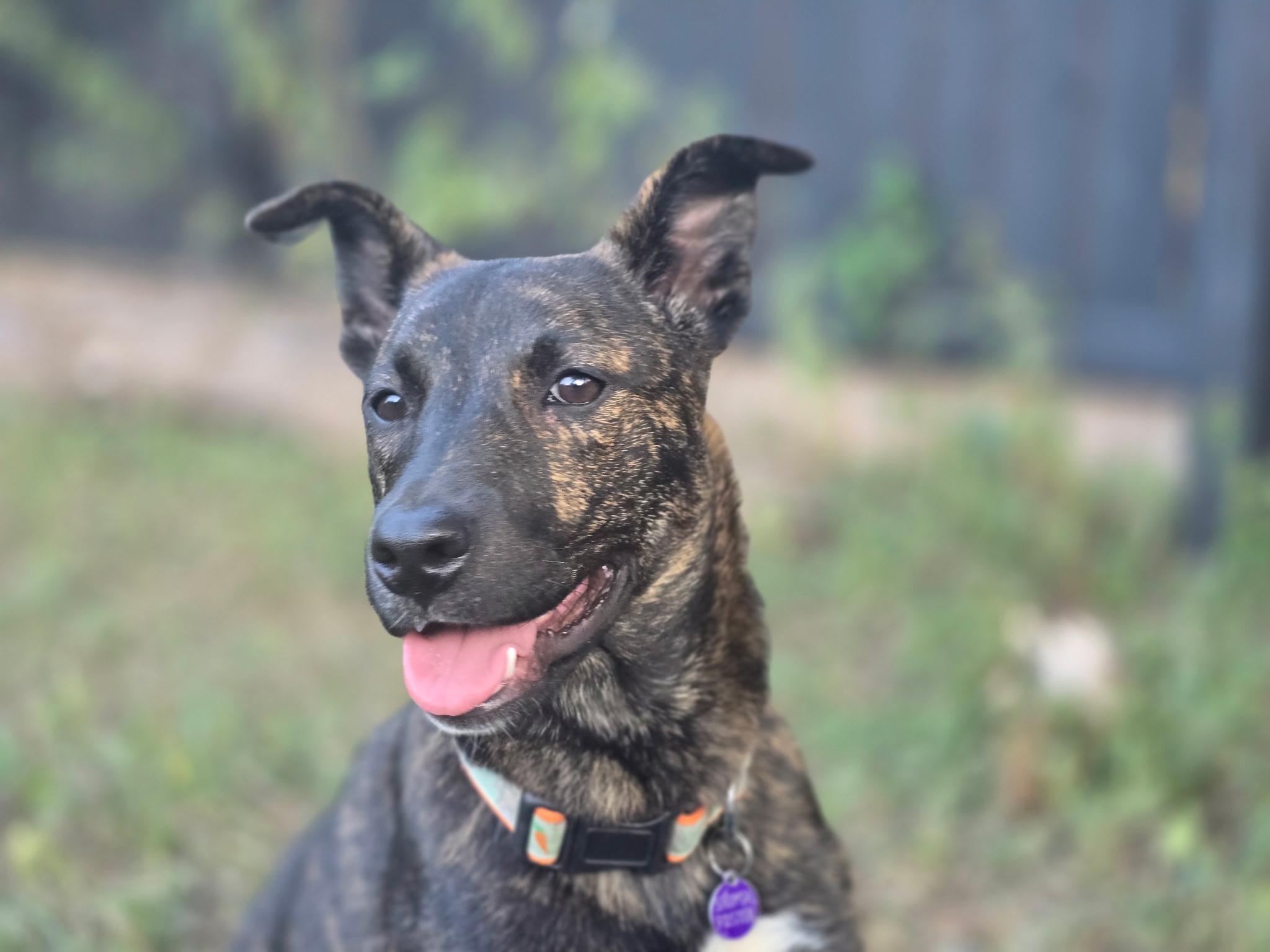 Eliza, a Adoptable mixed breed in San Antonio, TX image 4/5