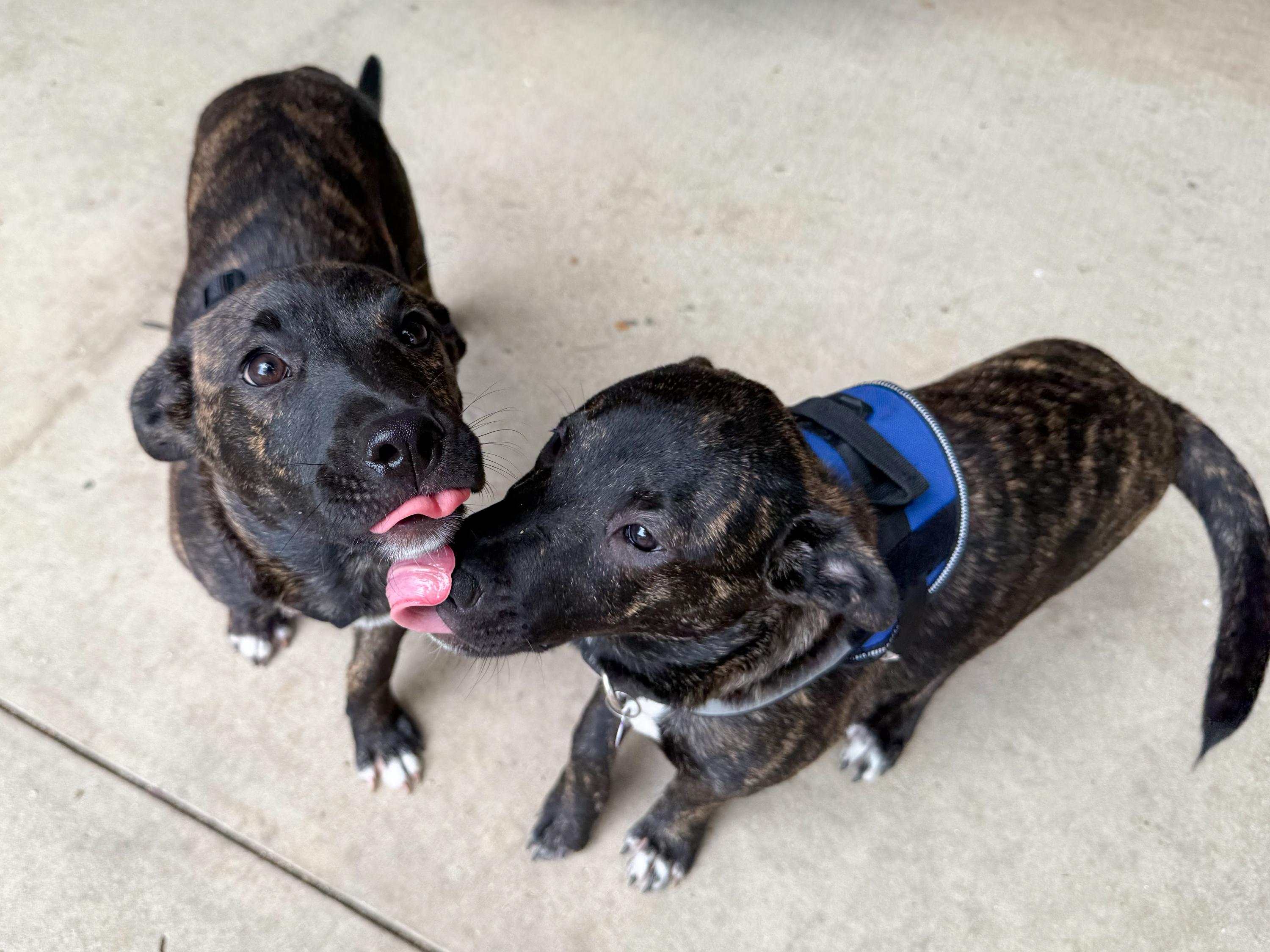 Enlarge Eliza, a Adoptable mixed breed in San Antonio, TX image 4/6