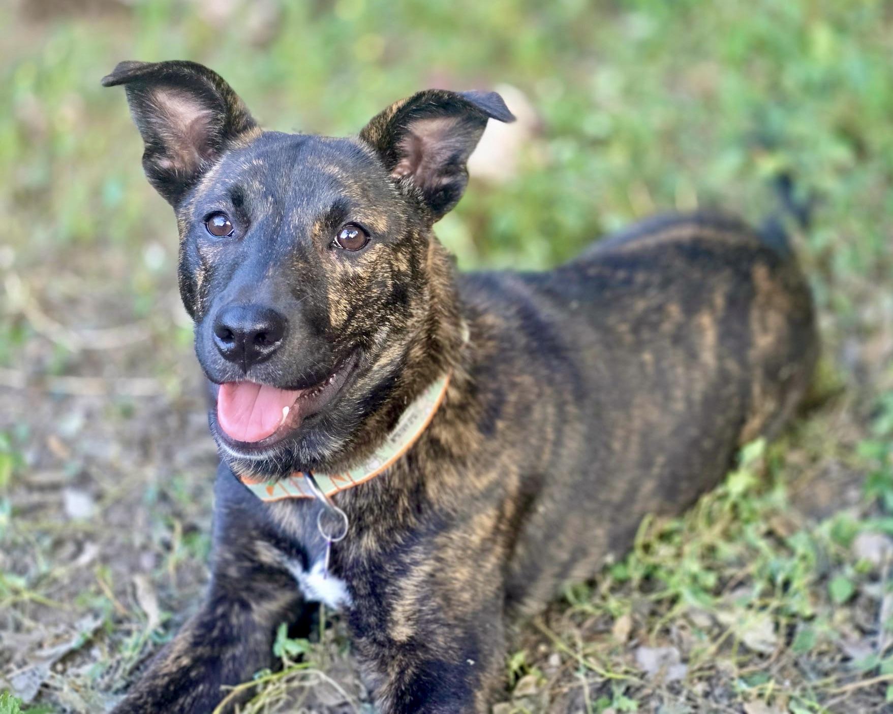 Eliza, a Adoptable mixed breed in San Antonio, TX image 1/5