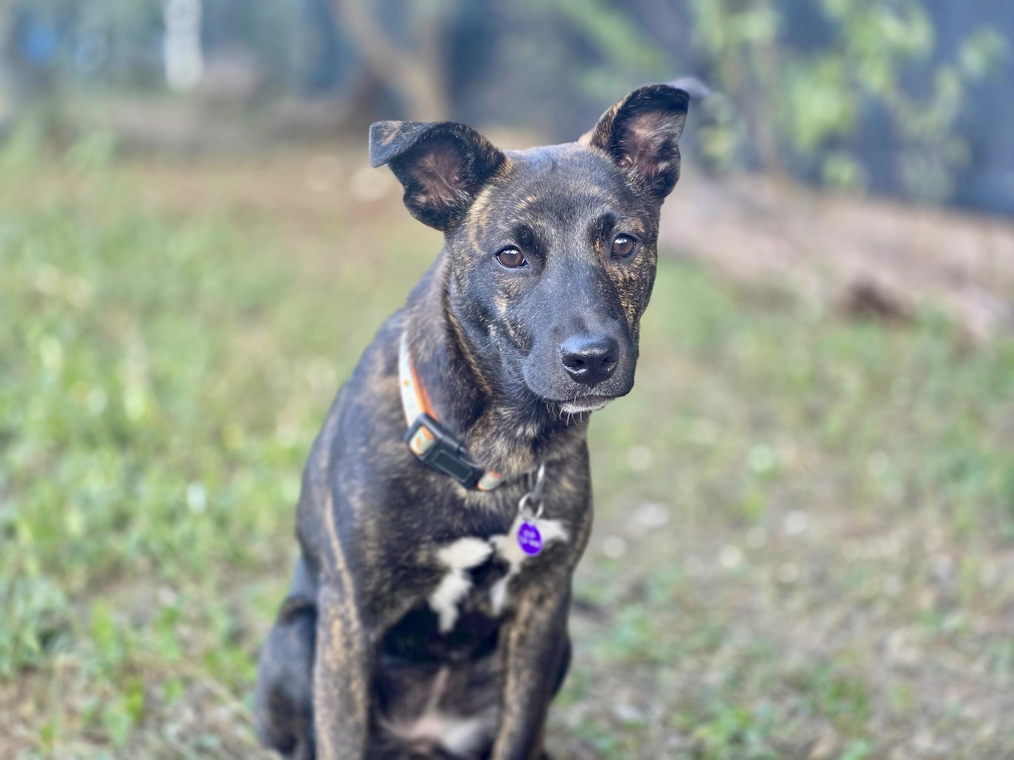 Eliza, a Adoptable mixed breed in San Antonio, TX image 5/5