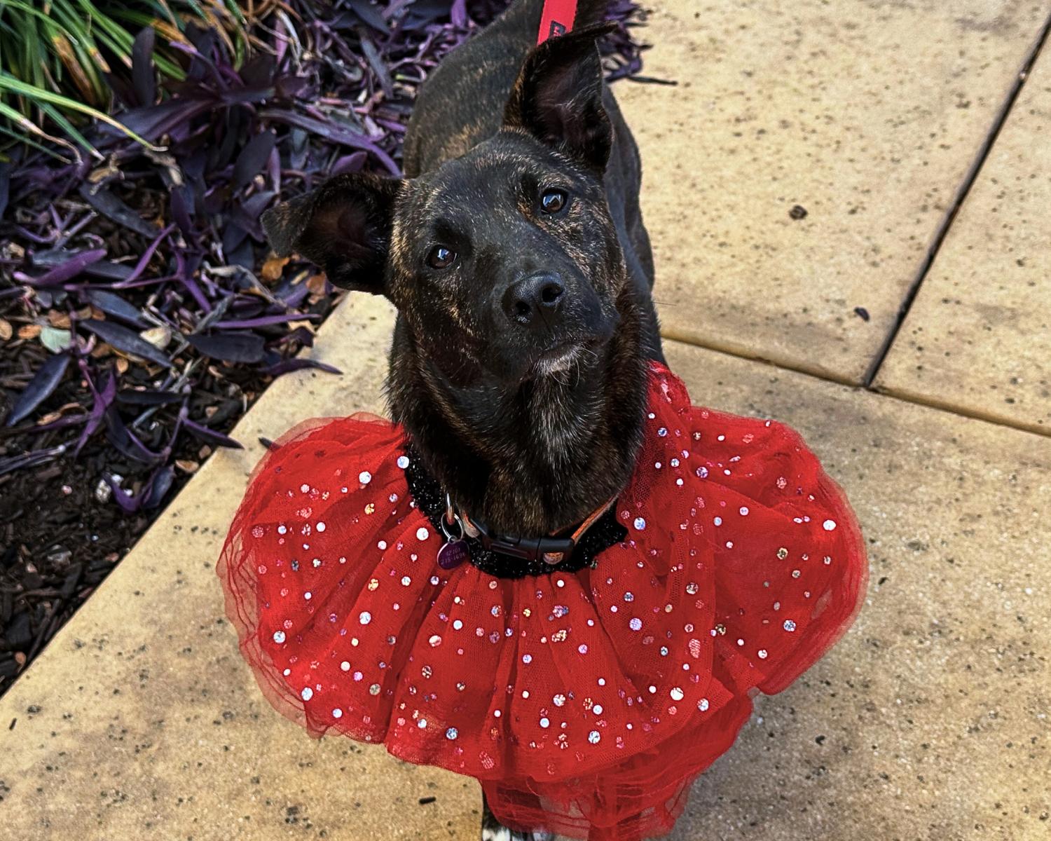 Eliza, Adoptable, Puppy Female Plott Hound & Labrador Retriever.