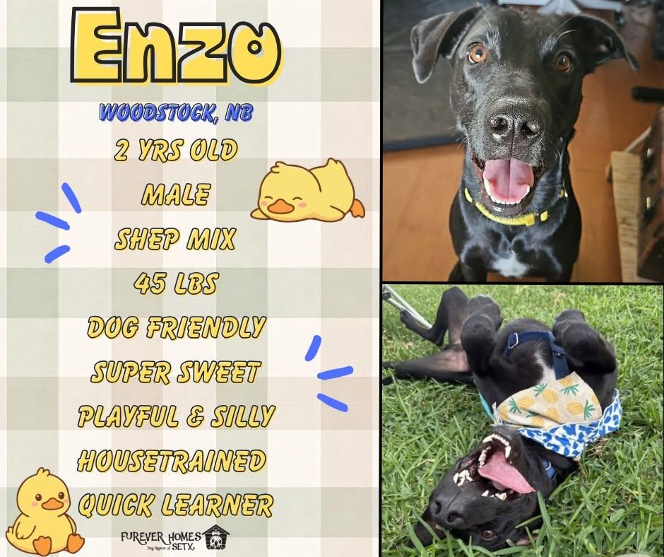 Enlarge Enzo, a Adoptable mixed breed in Woodstock, NB image 1/1