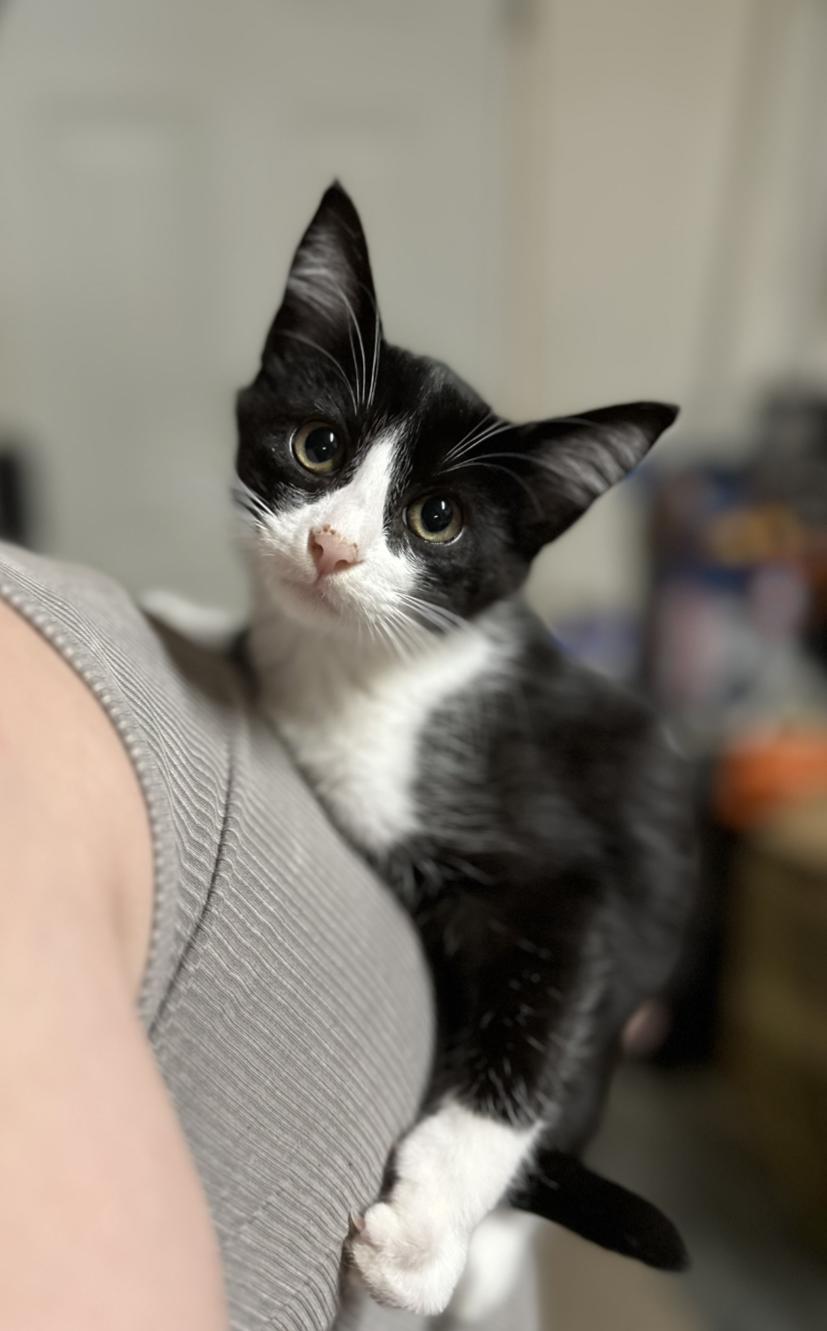 TIPSY & KAHLUA