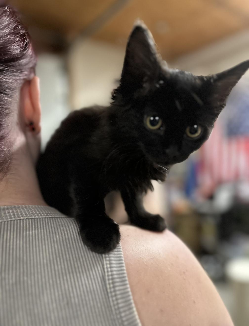 TIPSY & KAHLUA