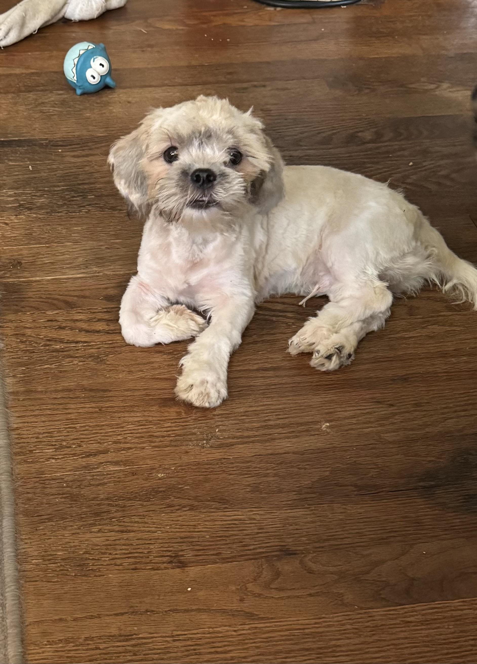 Teddy
