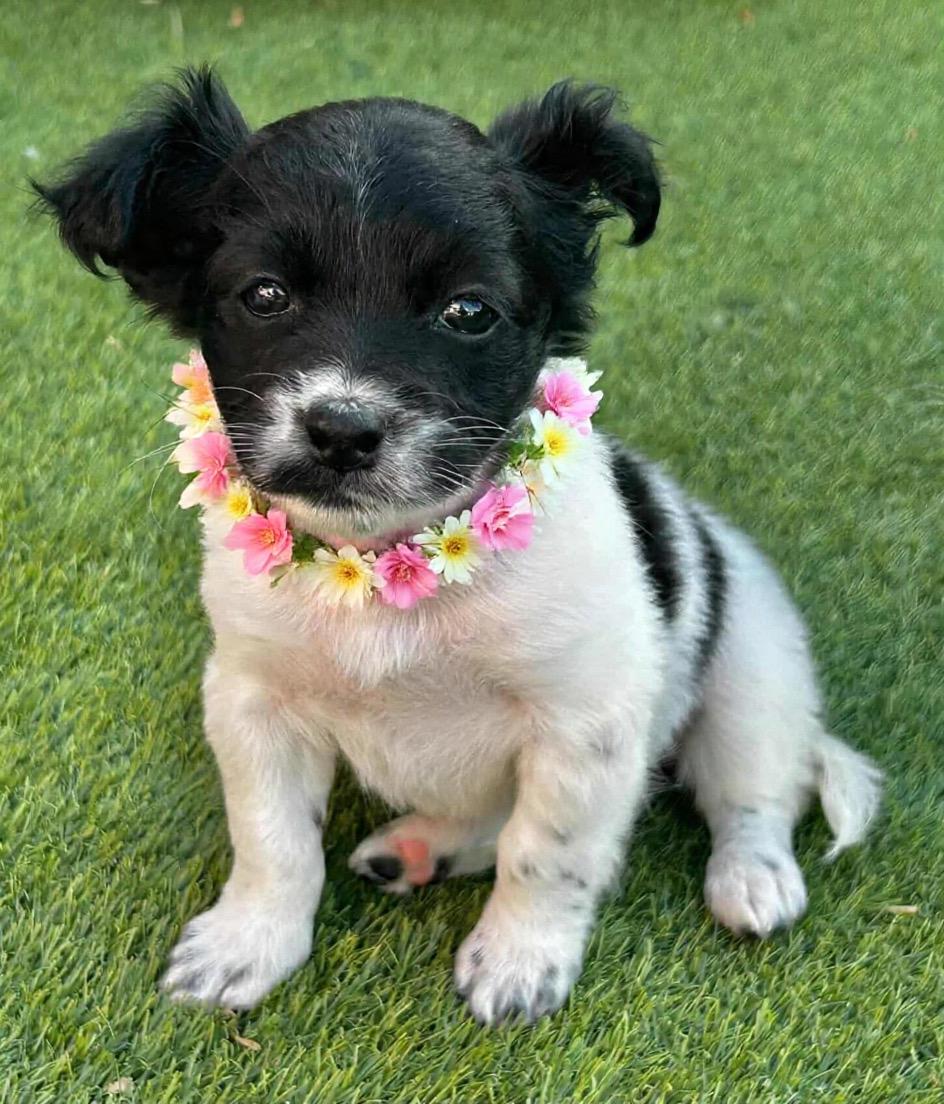 Enlarge Norma, a ADOPTABLE mixed breed in Corona Del Mar, CA image 1/1