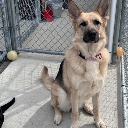 Enlarge Dazzle, a ADOPTABLE German Shepherd Dog in Hackensack, MN image 2/2