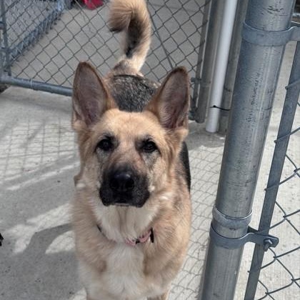 Enlarge Dazzle, a ADOPTABLE German Shepherd Dog in Hackensack, MN image 1/2