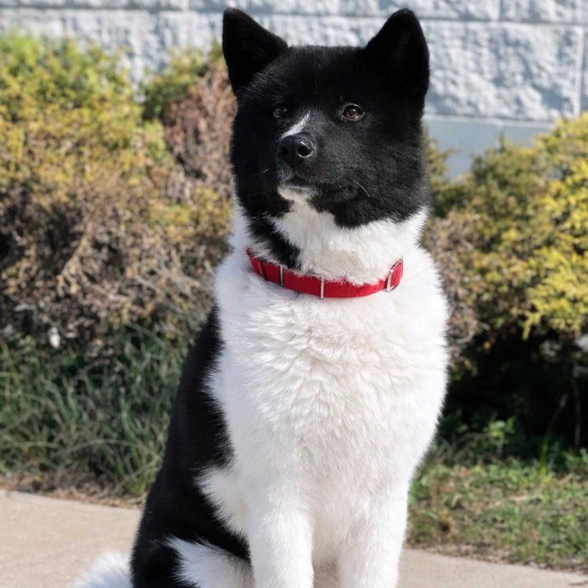 Enlarge Panda , a ADOPTABLE Akita in Syosset, NY image 1/1
