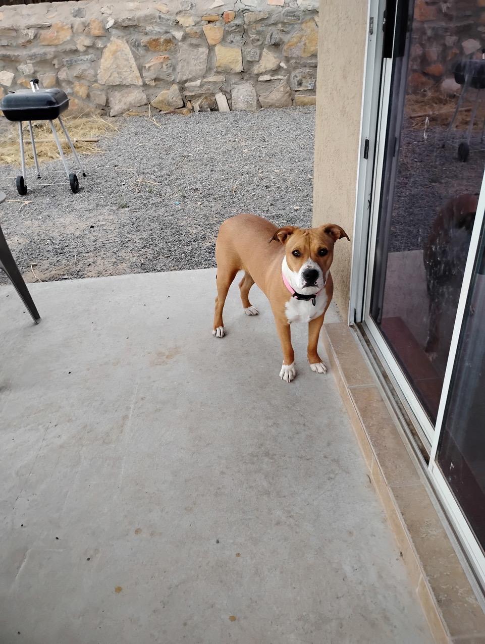 Sheba, a ADOPTABLE mixed breed in Albuquerque, NM image 5/6