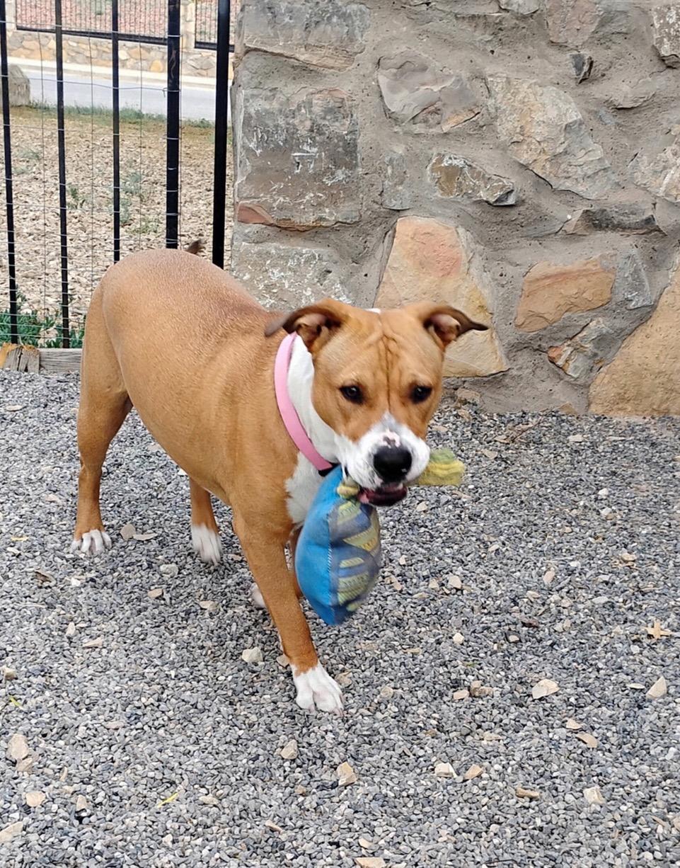 Sheba, a ADOPTABLE mixed breed in Albuquerque, NM image 2/6