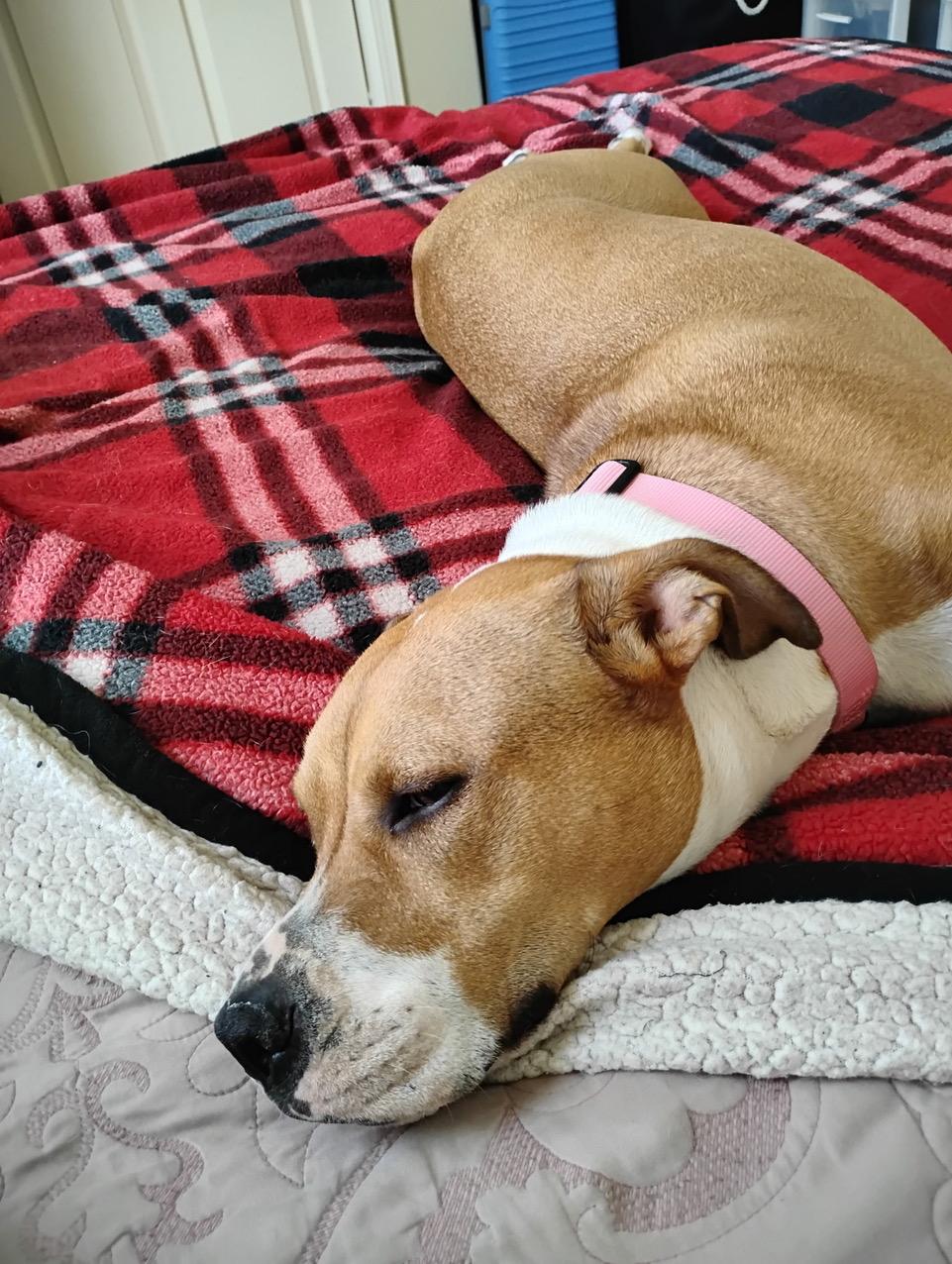 Sheba, a ADOPTABLE mixed breed in Albuquerque, NM image 3/6