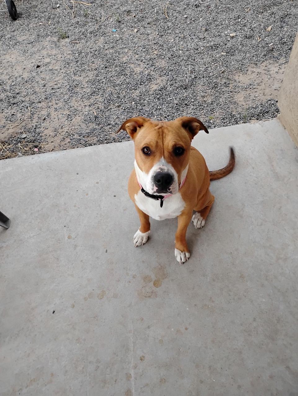 Sheba, ADOPTABLE, Young Female American Staffordshire Terrier.
