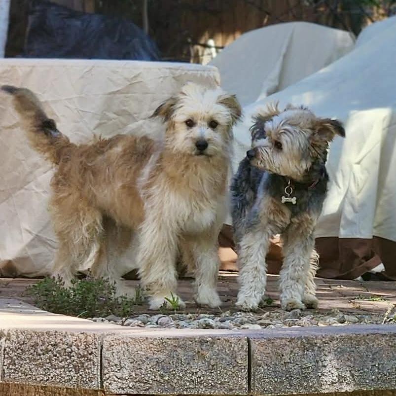 Enlarge Ryver , a ADOPTABLE mixed breed in Mead, CO image 5/5