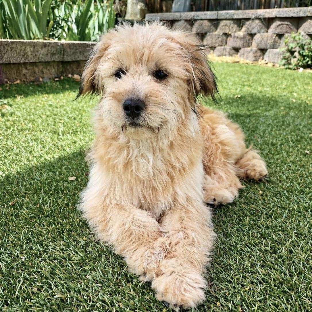 Ryver , ADOPTABLE, Puppy Male Poodle.