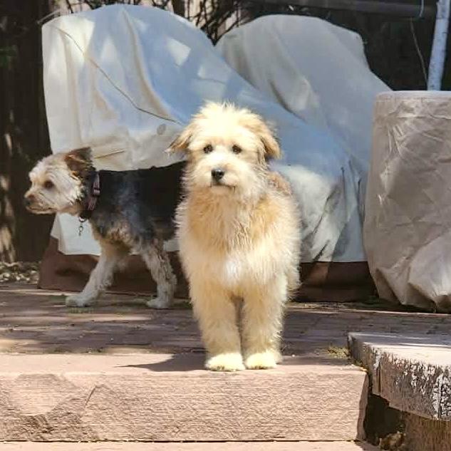 Enlarge Ryver , a ADOPTABLE mixed breed in Mead, CO image 3/5
