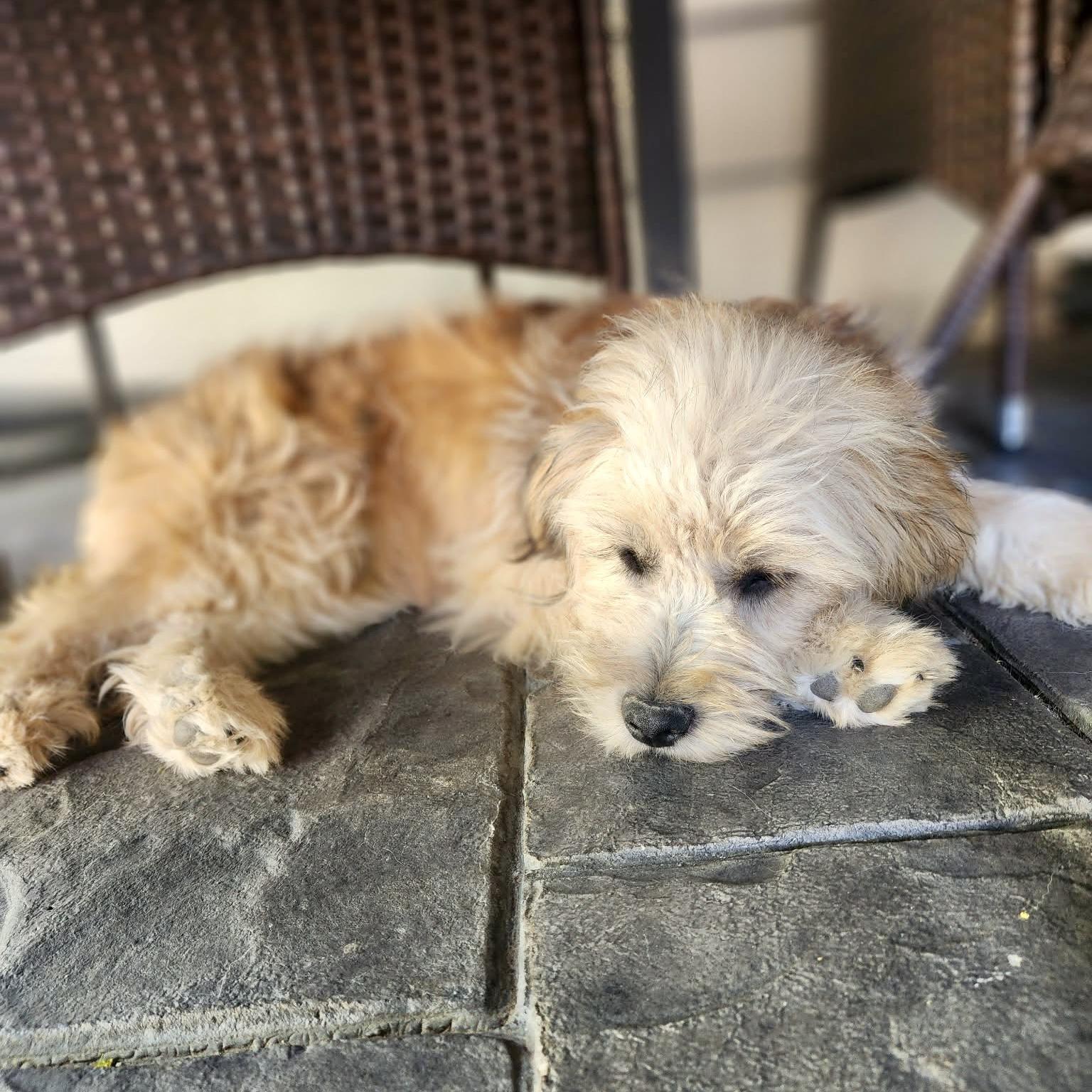 Enlarge Ryver , a ADOPTABLE mixed breed in Mead, CO image 2/5