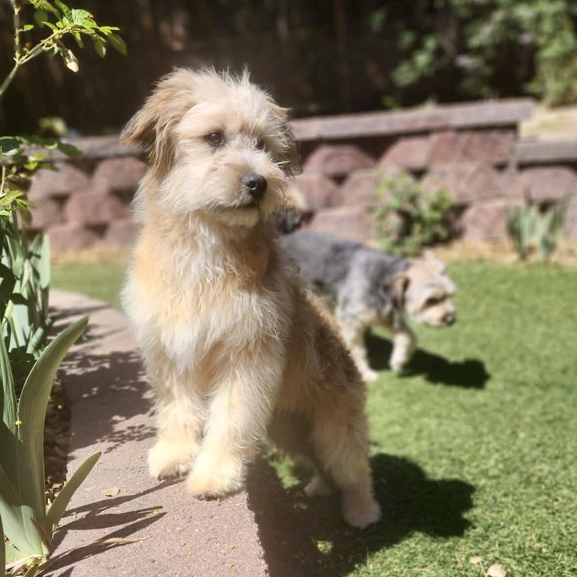 Enlarge Ryver , a ADOPTABLE mixed breed in Mead, CO image 4/5