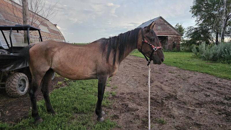 Enlarge Ruth, a Adoptable Quarterhorse in Scotland, SD image 1/4