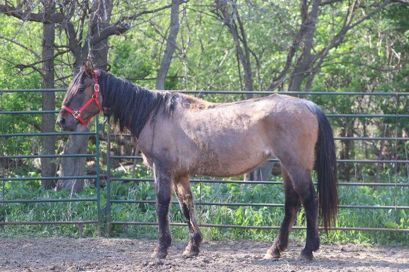 Enlarge Ruth, a Adoptable Quarterhorse in Scotland, SD image 2/4