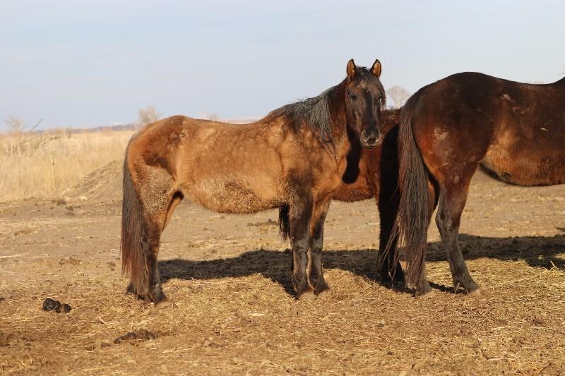 Enlarge Ruth, a Adoptable Quarterhorse in Scotland, SD image 3/6