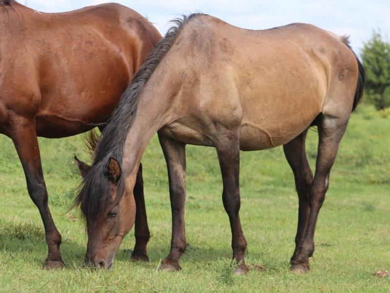 Enlarge Ruth, a Adoptable Quarterhorse in Scotland, SD image 4/6