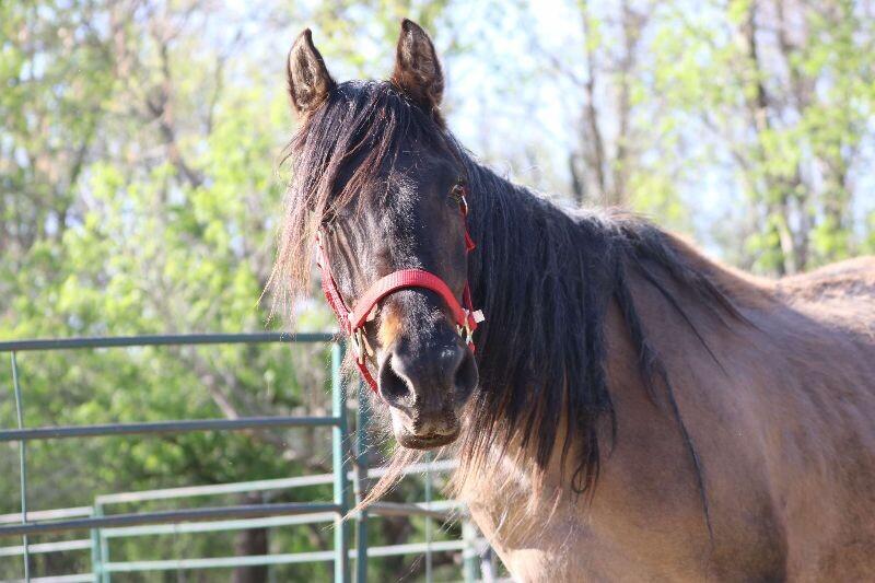 Enlarge Ruth, a Adoptable Quarterhorse in Scotland, SD image 3/4