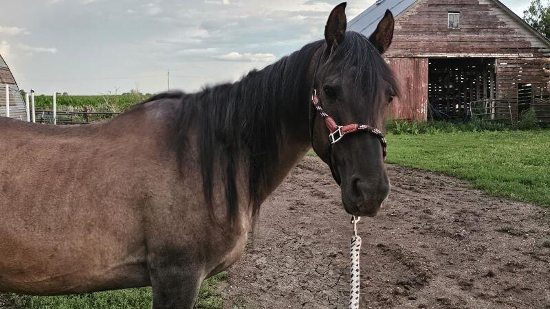 Enlarge Ruth, a Adoptable Quarterhorse in Scotland, SD image 4/4