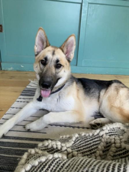 Enlarge YOOKIE, a Adoptable German Shepherd Dog in Chatsworth, CA image 1/1