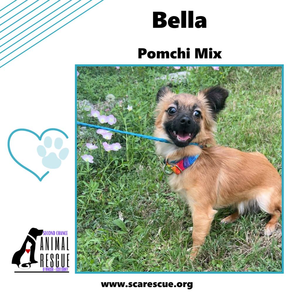 Bella, Adoptable, Puppy Female Pomeranian & Chihuahua.