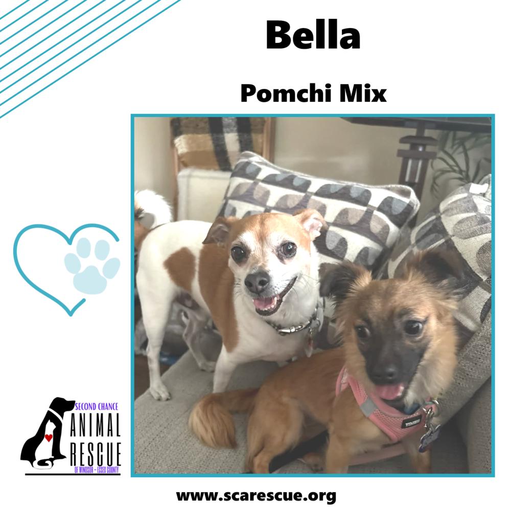 Enlarge Bella, a Adoptable mixed breed in Windsor, ON image 2/6