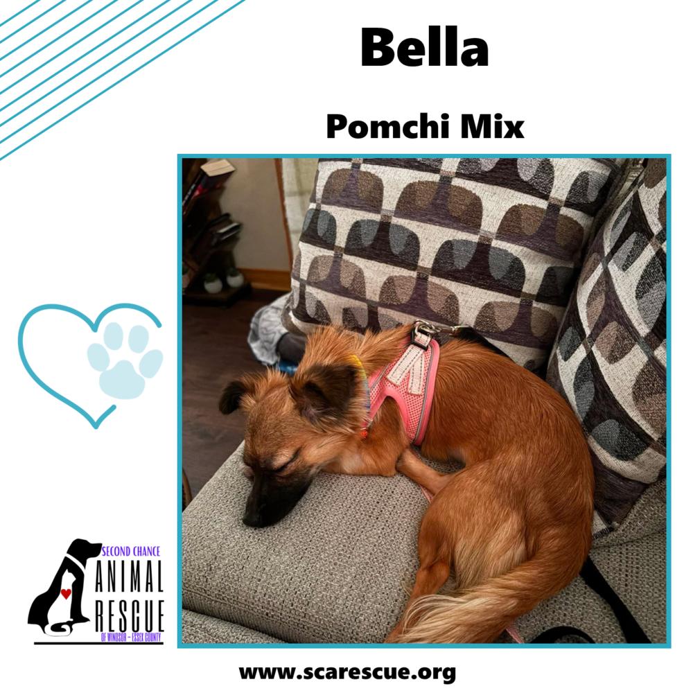Enlarge Bella, a Adoptable mixed breed in Windsor, ON image 3/6