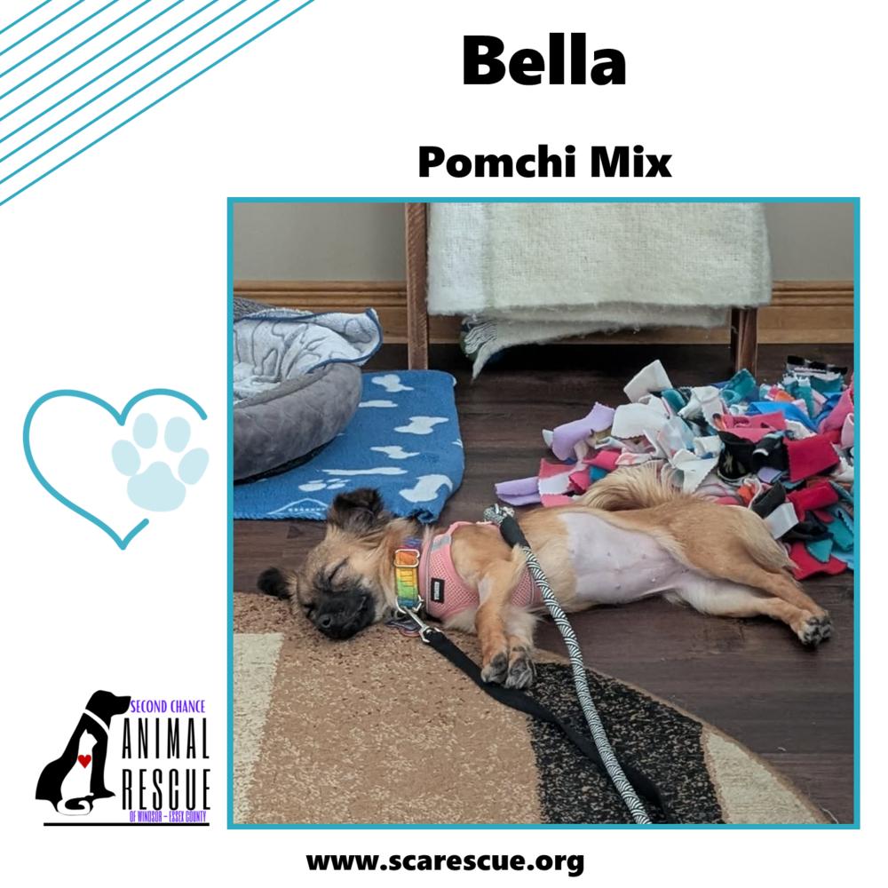 Enlarge Bella, a Adoptable mixed breed in Windsor, ON image 4/6