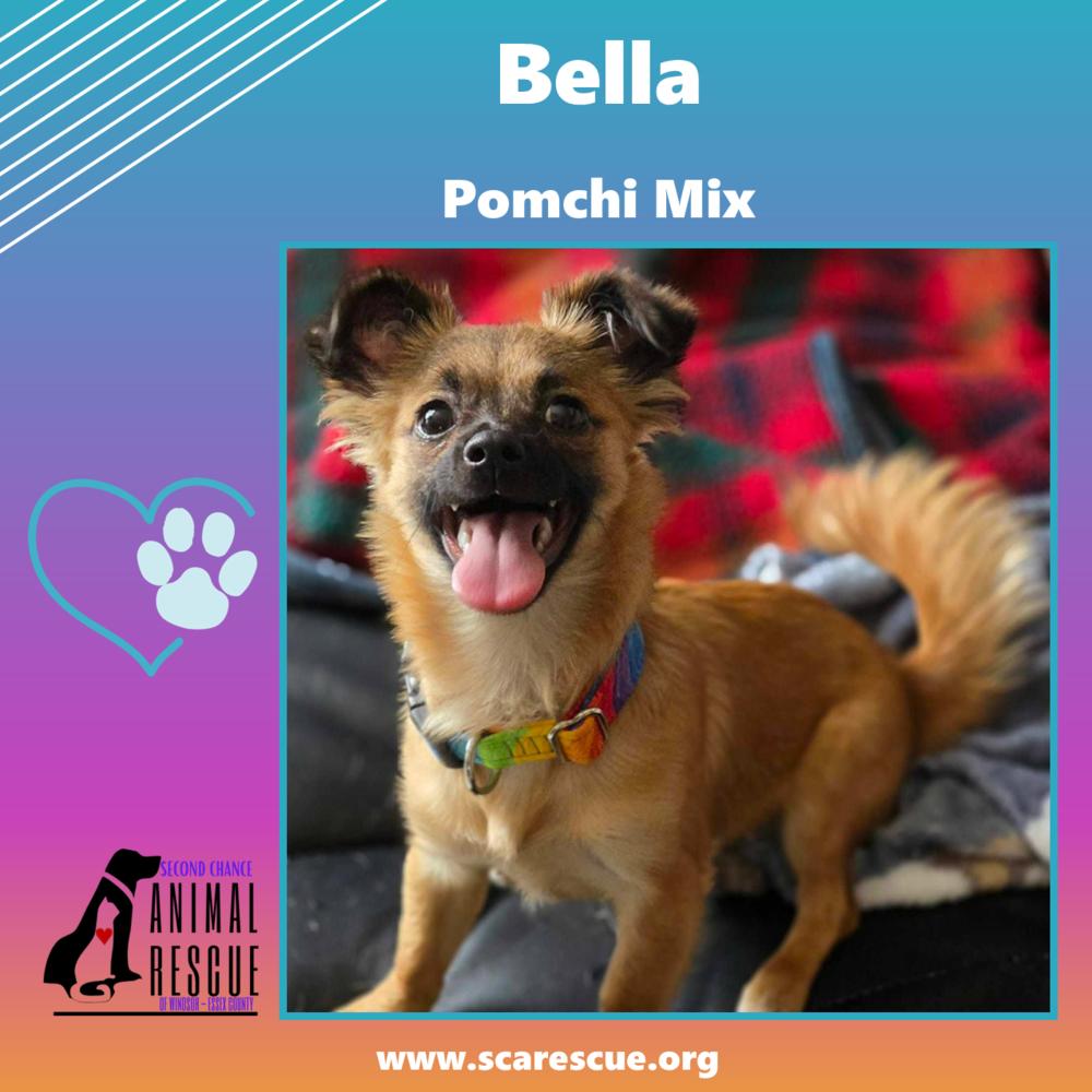 Enlarge Bella, a Adoptable mixed breed in Windsor, ON image 5/6