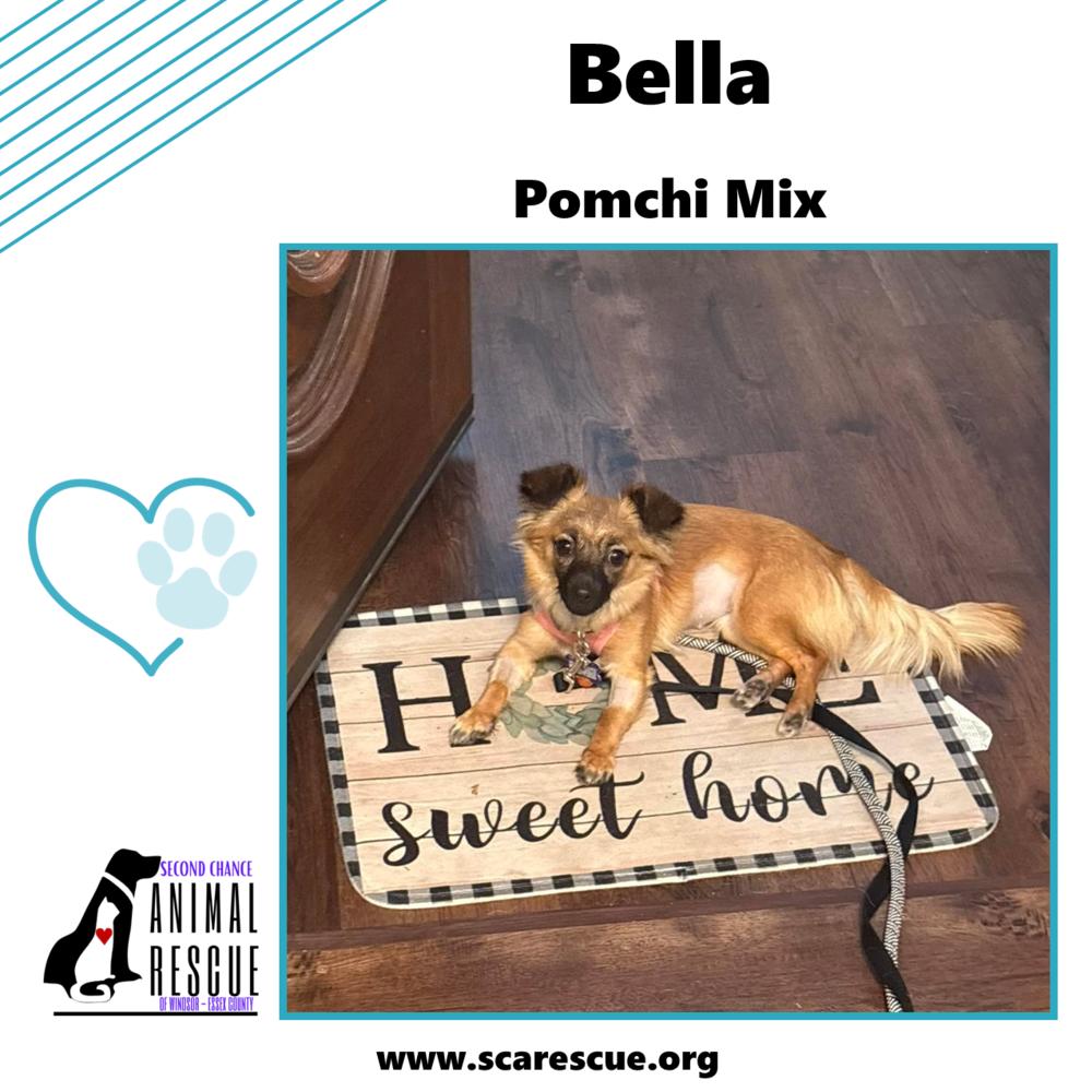 Enlarge Bella, a Adoptable mixed breed in Windsor, ON image 6/6