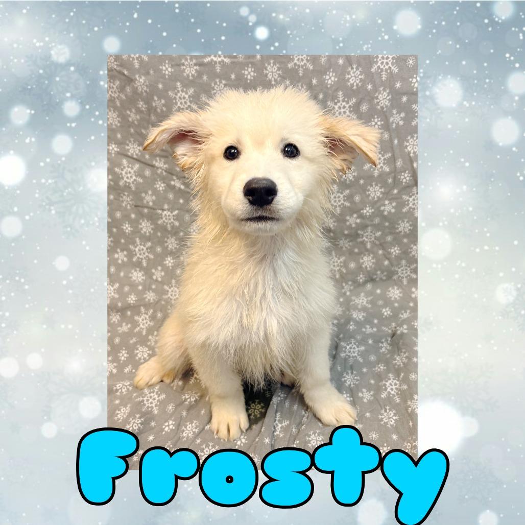 Frosty, Adoptable, Puppy Male Great Pyrenees & Husky.