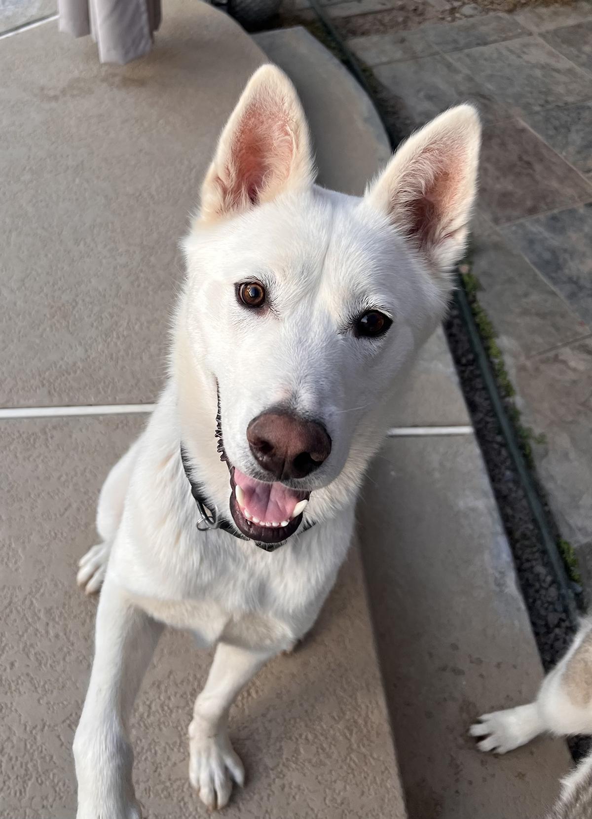 Arlo, ADOPTABLE, Young Male Siberian Husky & German Shepherd Dog.