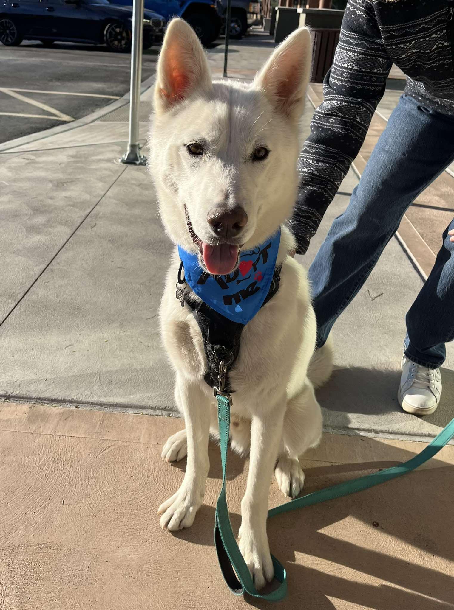 Enlarge Arlo, a ADOPTABLE mixed breed in Scottsdale, AZ image 2/6