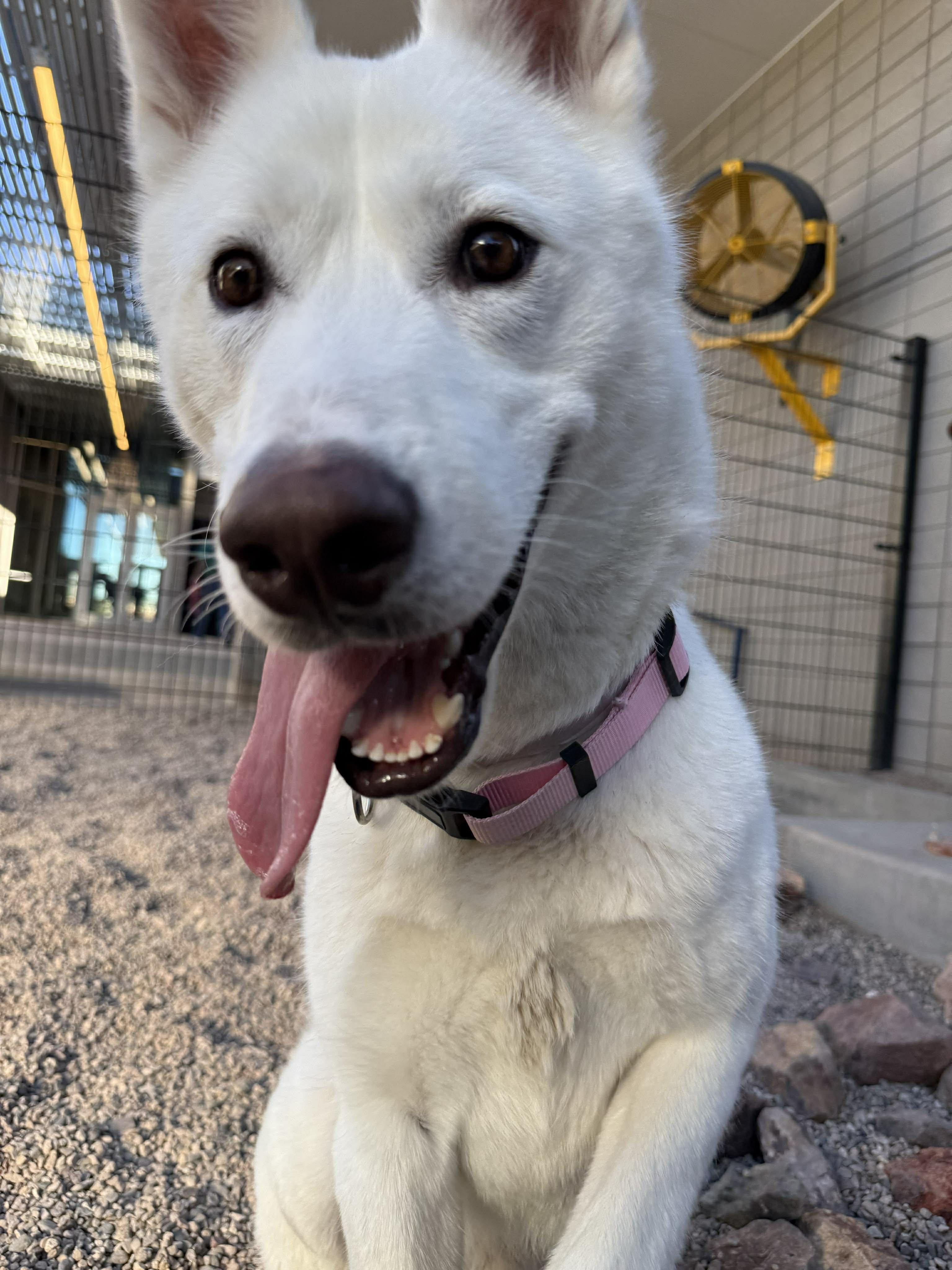 Enlarge Arlo, a ADOPTABLE mixed breed in Scottsdale, AZ image 5/6