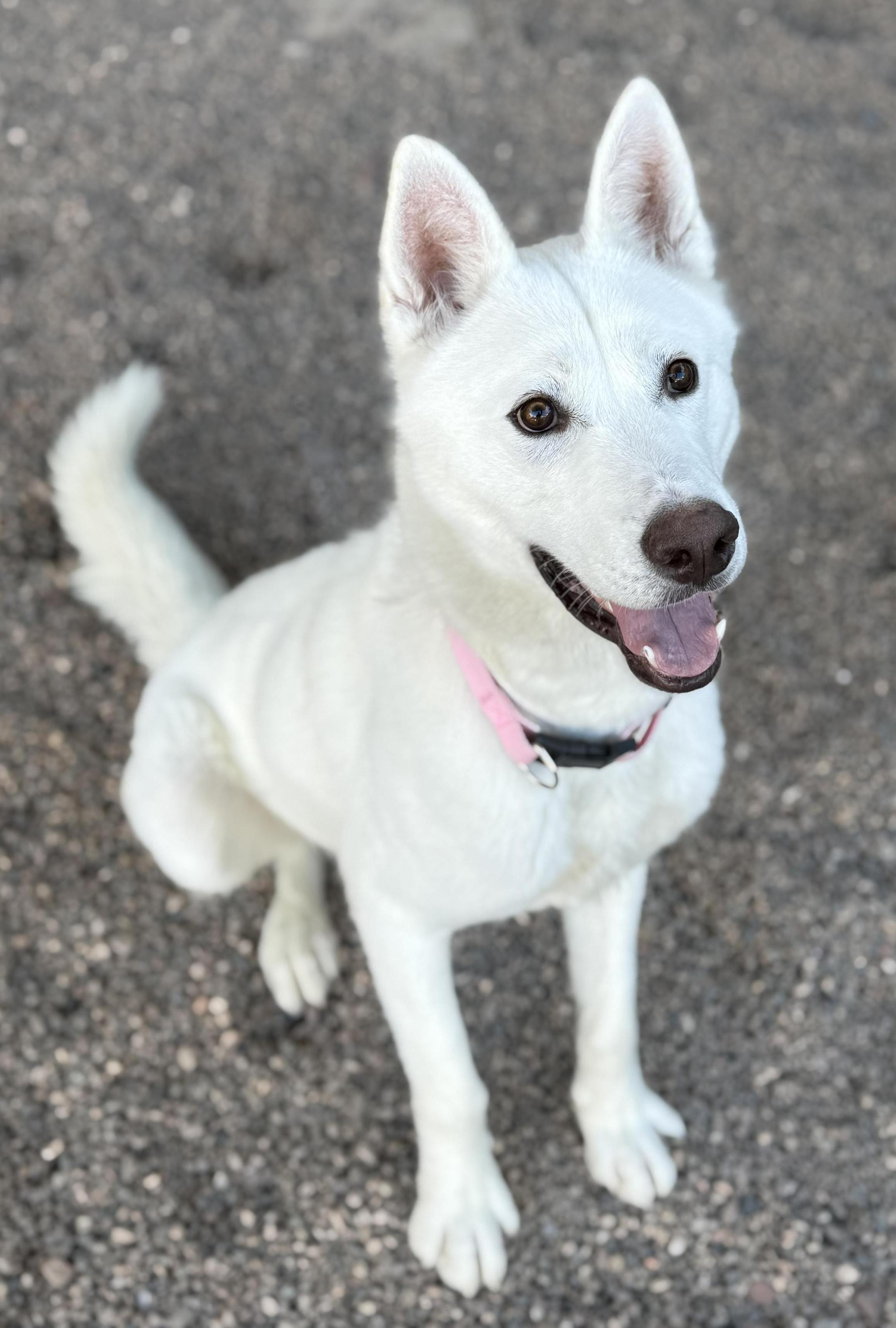 Arlo, ADOPTABLE, Young Male Siberian Husky & German Shepherd Dog.