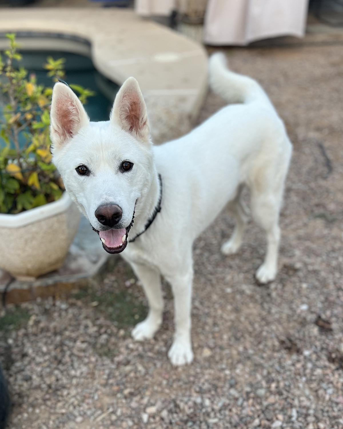 Enlarge Arlo, a ADOPTABLE mixed breed in Scottsdale, AZ image 2/6