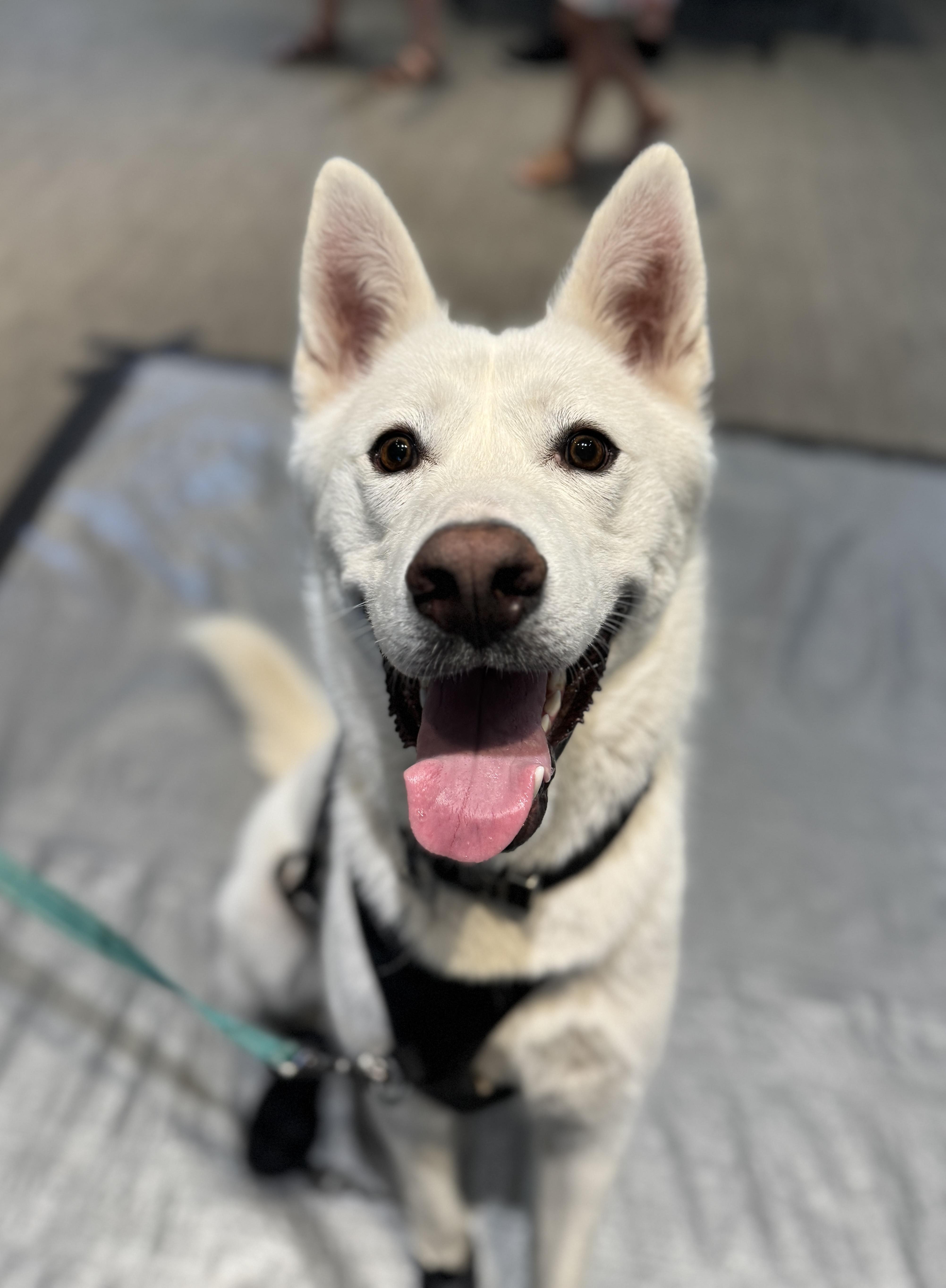Enlarge Arlo, a ADOPTABLE mixed breed in Scottsdale, AZ image 3/6