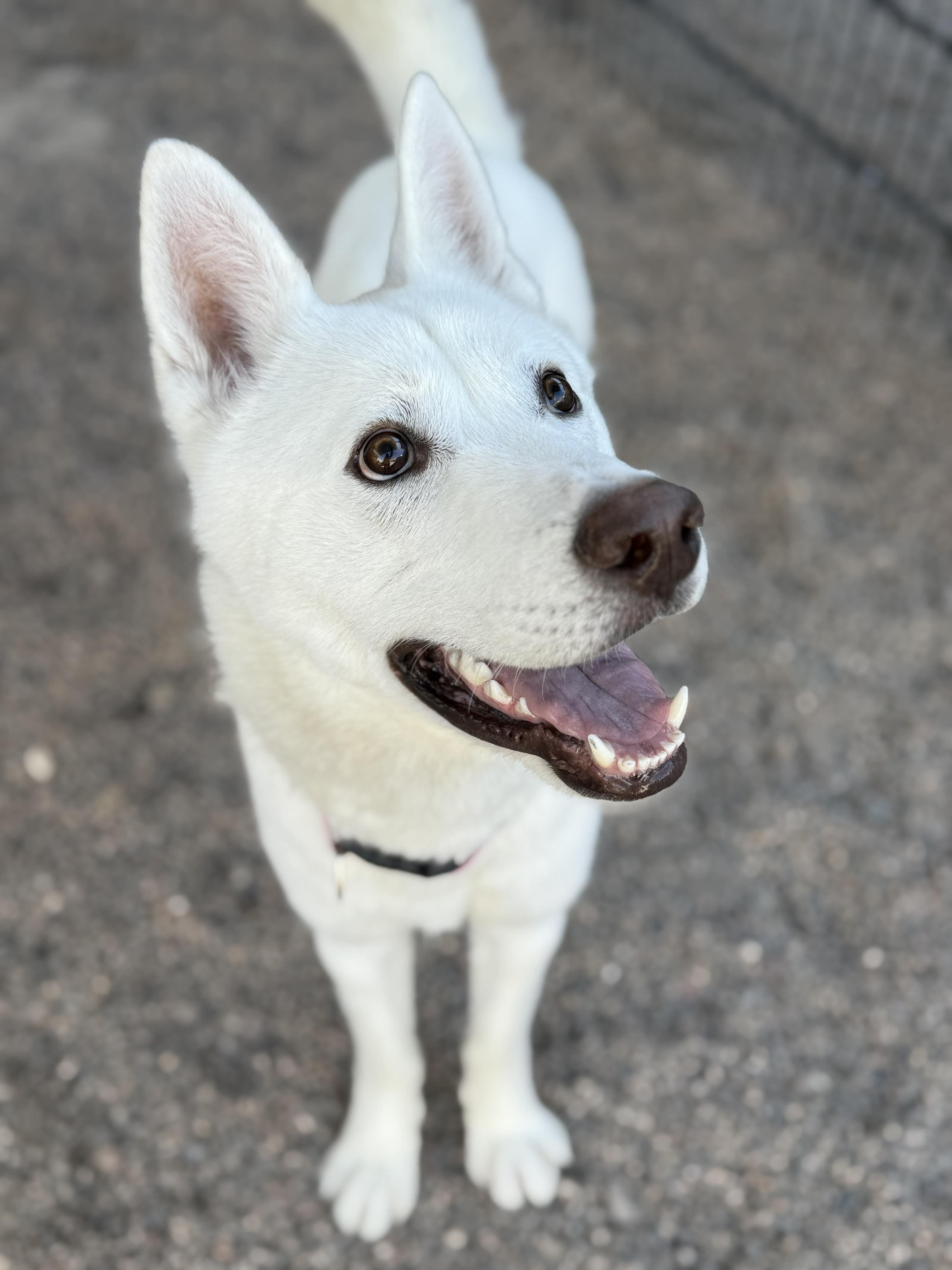 Enlarge Arlo, a ADOPTABLE mixed breed in Scottsdale, AZ image 3/6