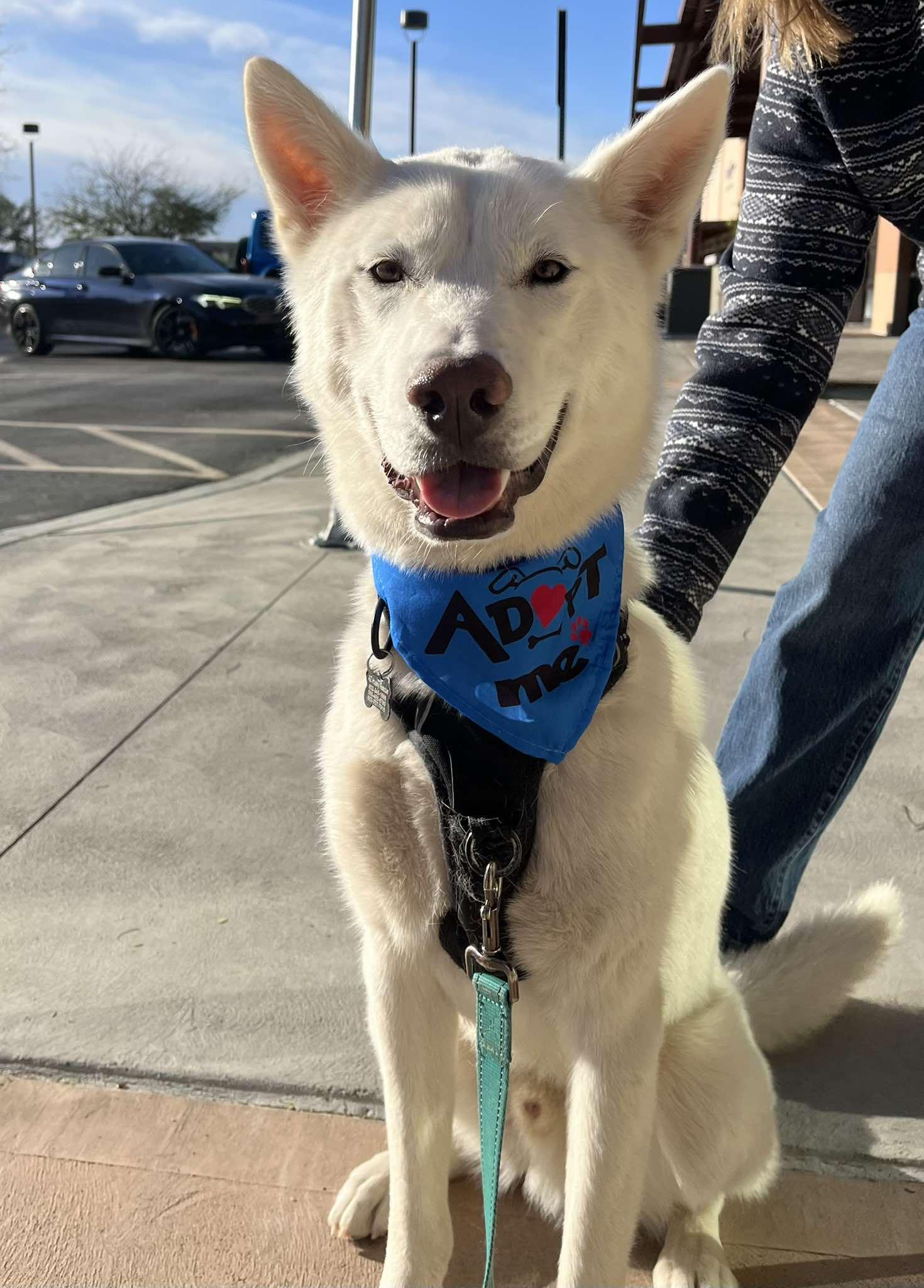 Enlarge Arlo, a ADOPTABLE mixed breed in Scottsdale, AZ image 4/6
