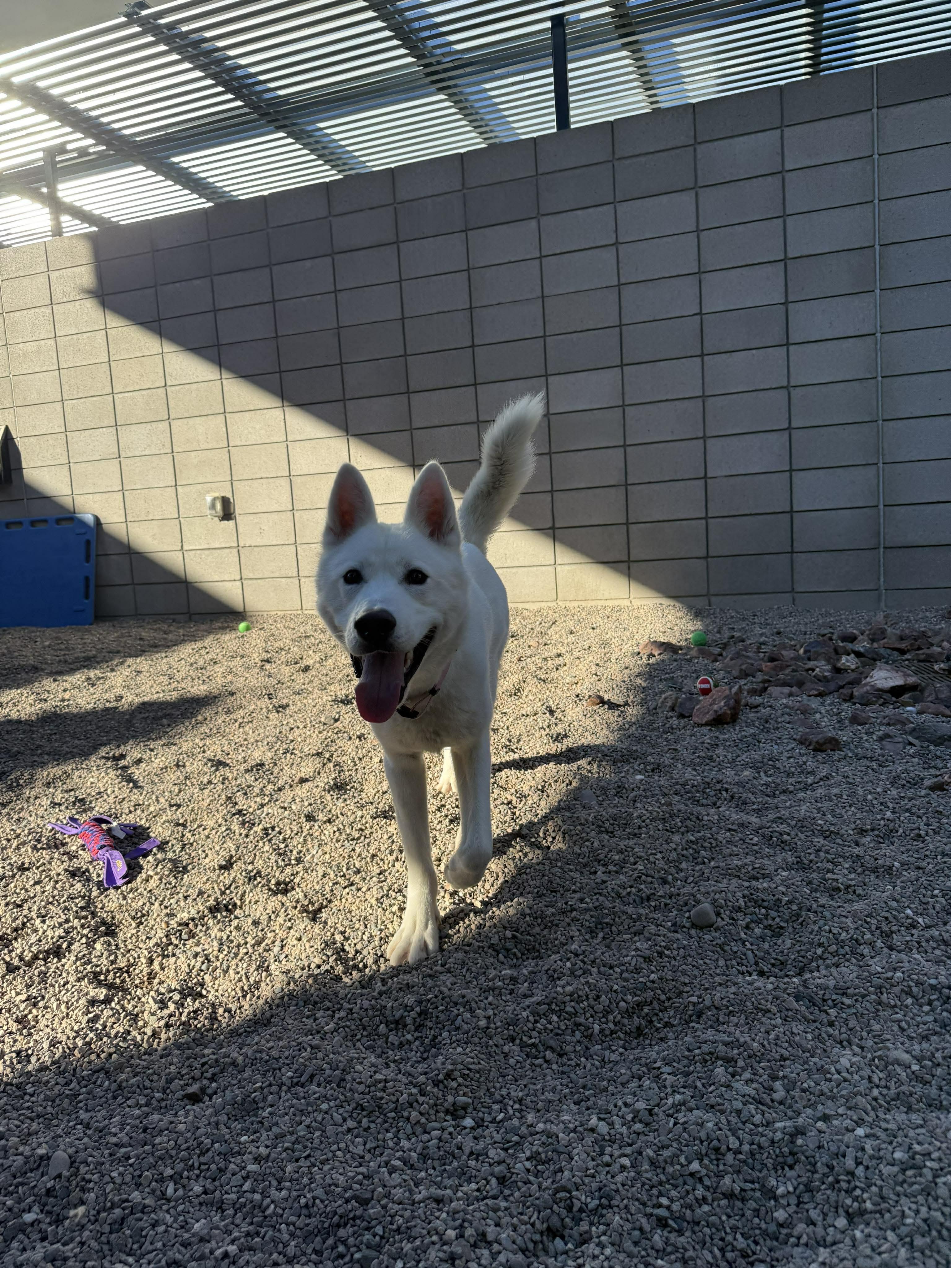 Enlarge Arlo, a ADOPTABLE mixed breed in Scottsdale, AZ image 6/6