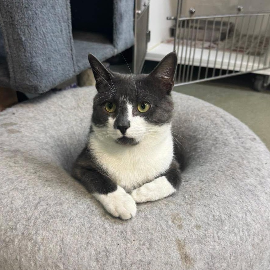 Enlarge Slate & Sterling, a Adoptable Domestic Short Hair in Bloomfield, NJ image 3/6