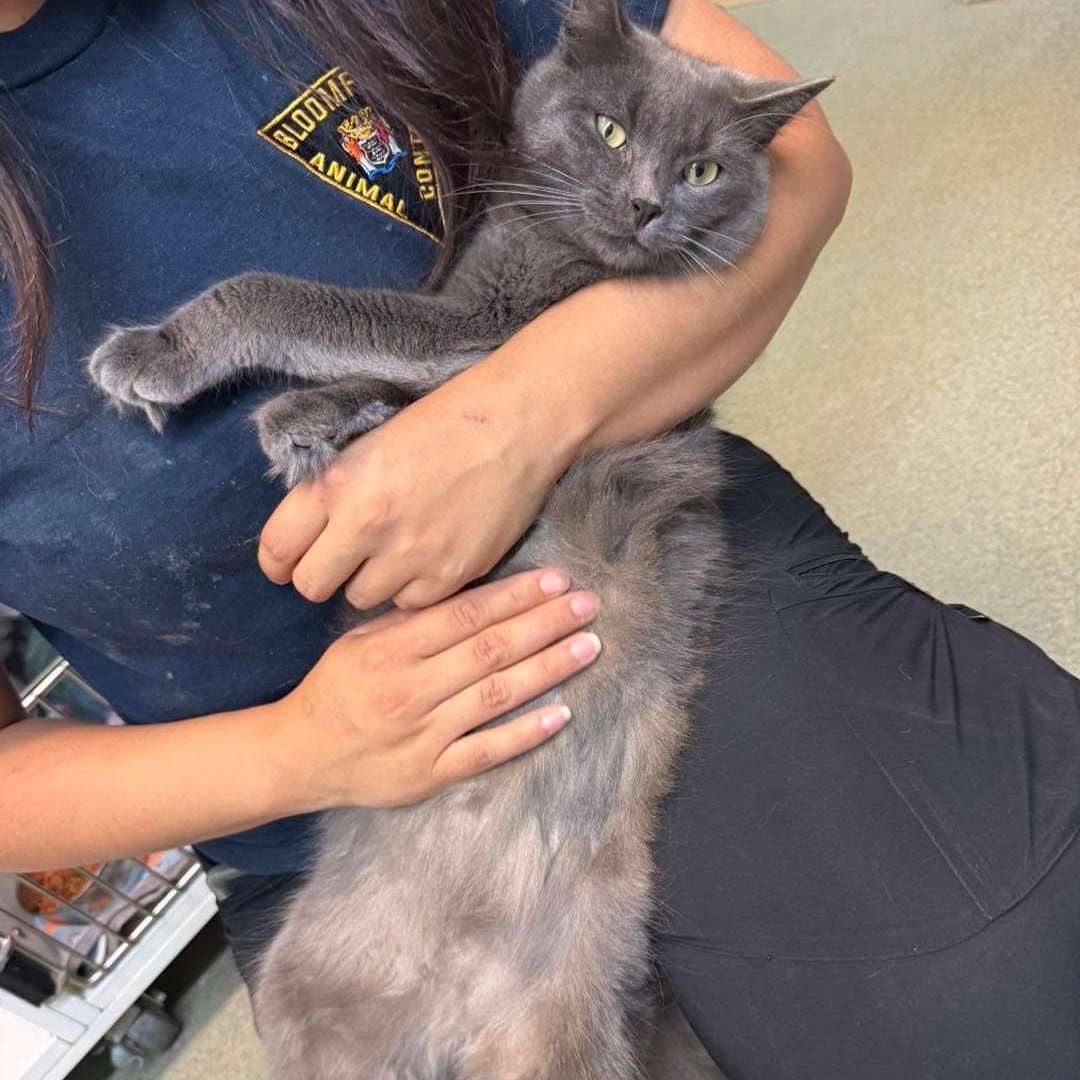 Enlarge Slate & Sterling, a Adoptable Domestic Short Hair in Bloomfield, NJ image 5/6