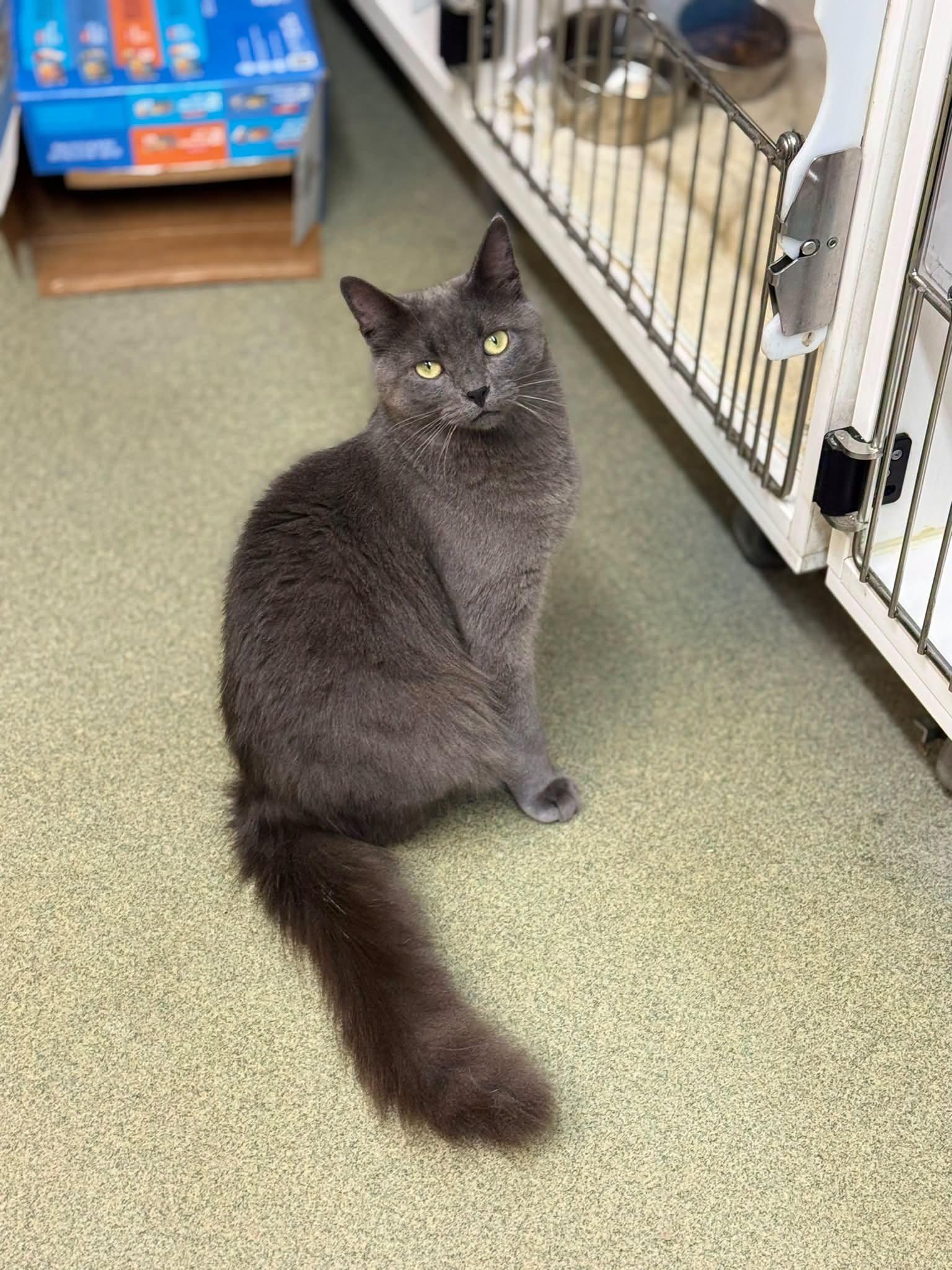 Enlarge Slate & Sterling, a Adoptable Domestic Short Hair in Bloomfield, NJ image 2/6