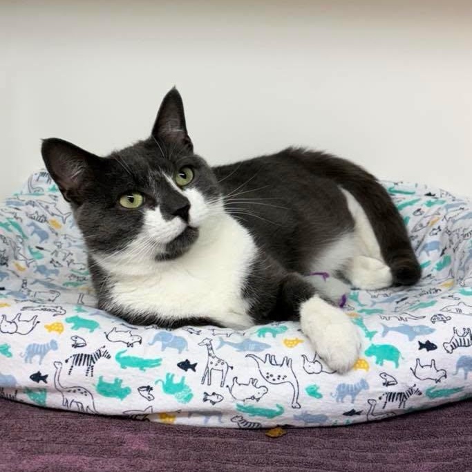 Enlarge Slate & Sterling, a Adoptable Domestic Short Hair in Bloomfield, NJ image 6/6