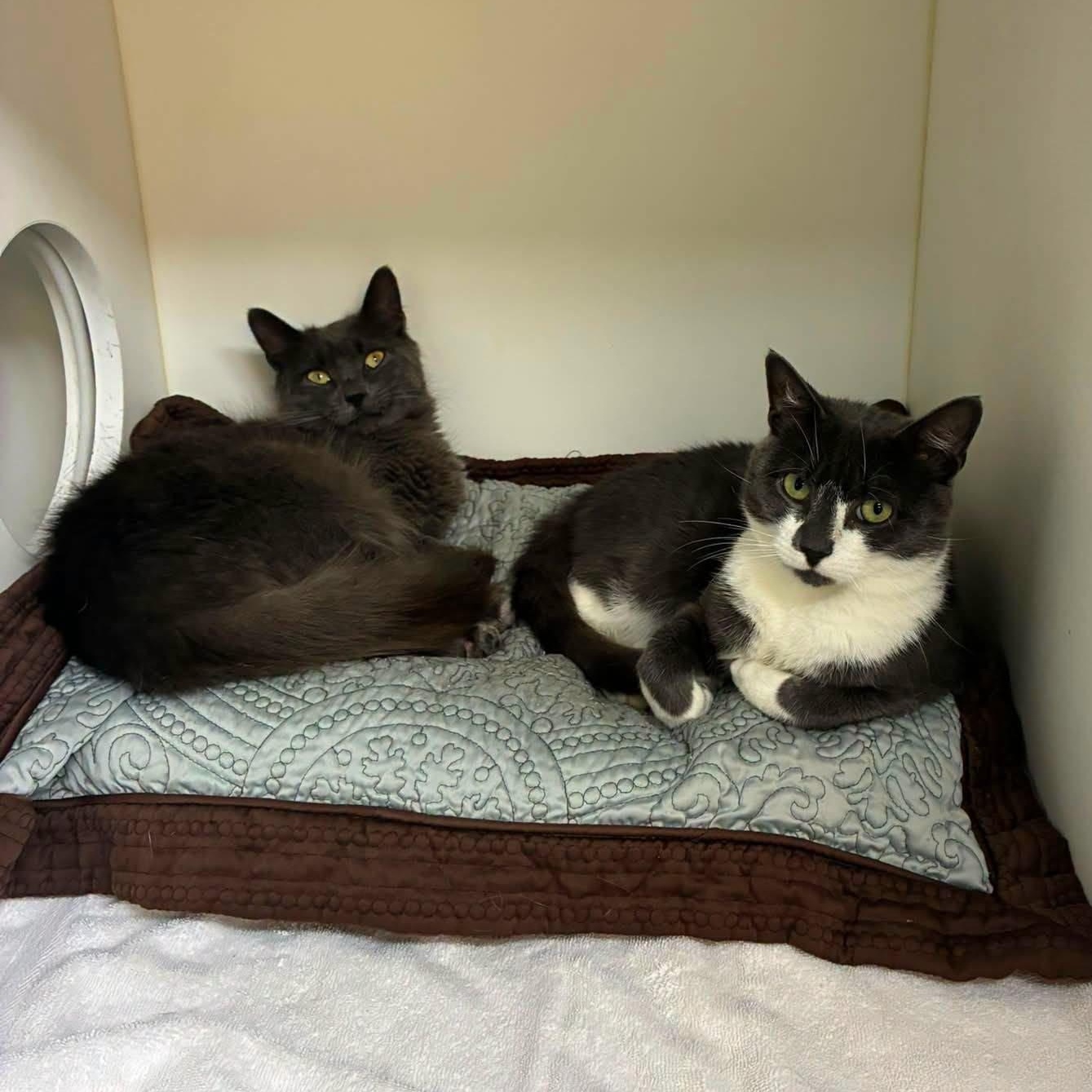 Enlarge Slate & Sterling, a Adoptable Domestic Short Hair in Bloomfield, NJ image 1/6